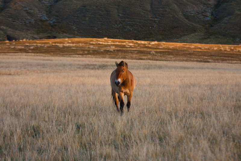 Takhi On Steppe